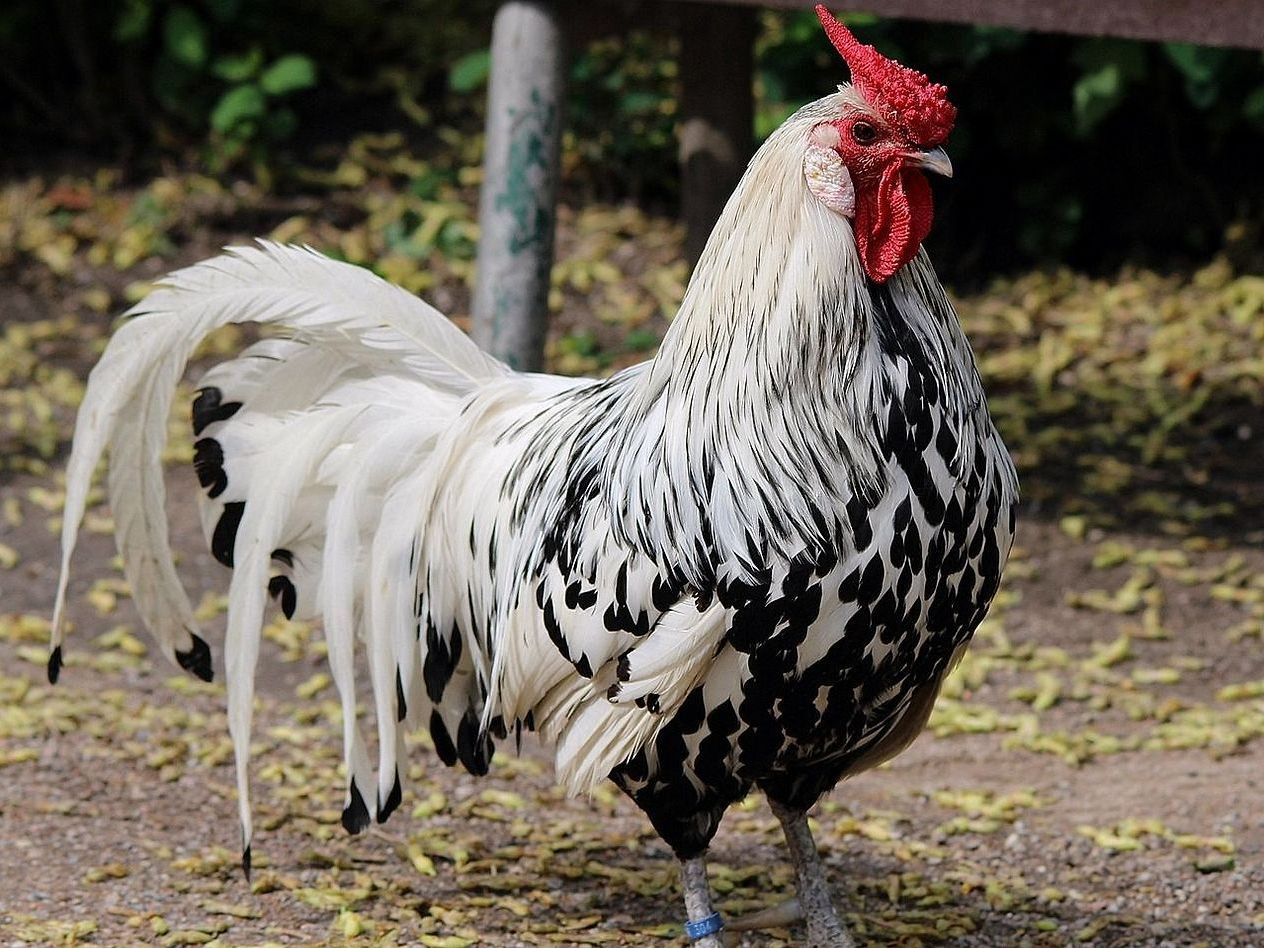 Brooder riscaldato per piccoli pulcini