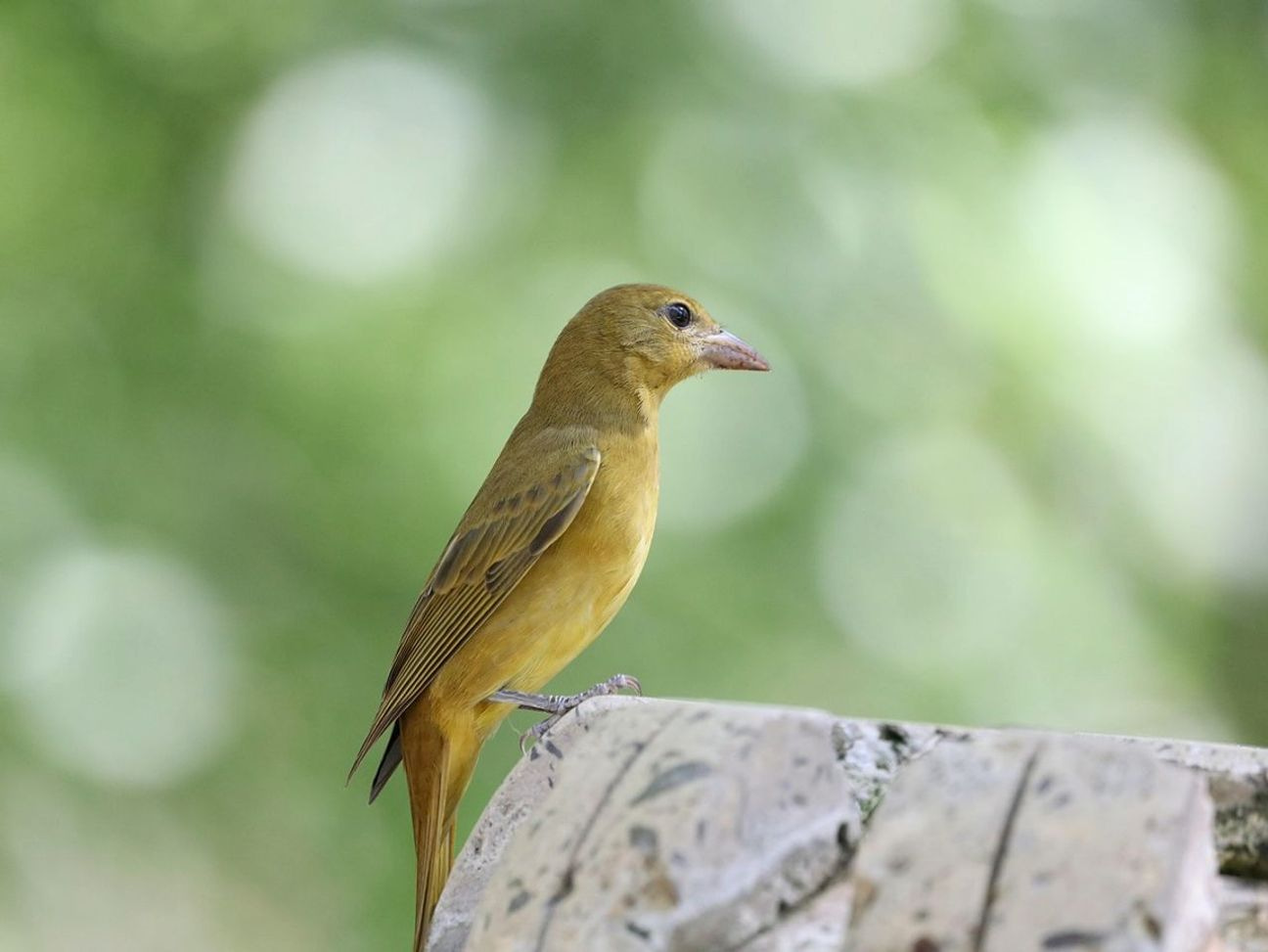 Umidità nel recinto per galline