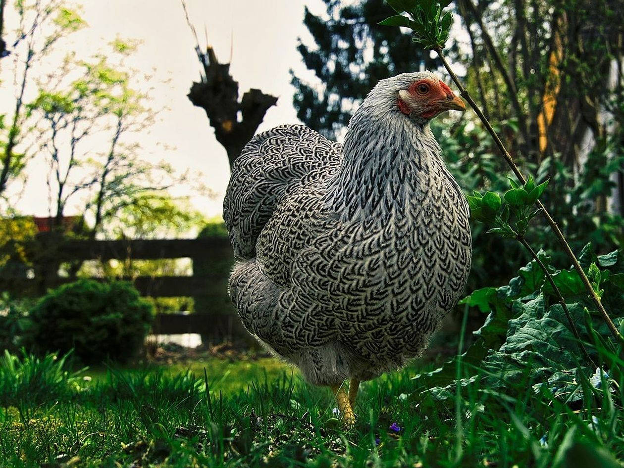 Gallo come protettore del gregge