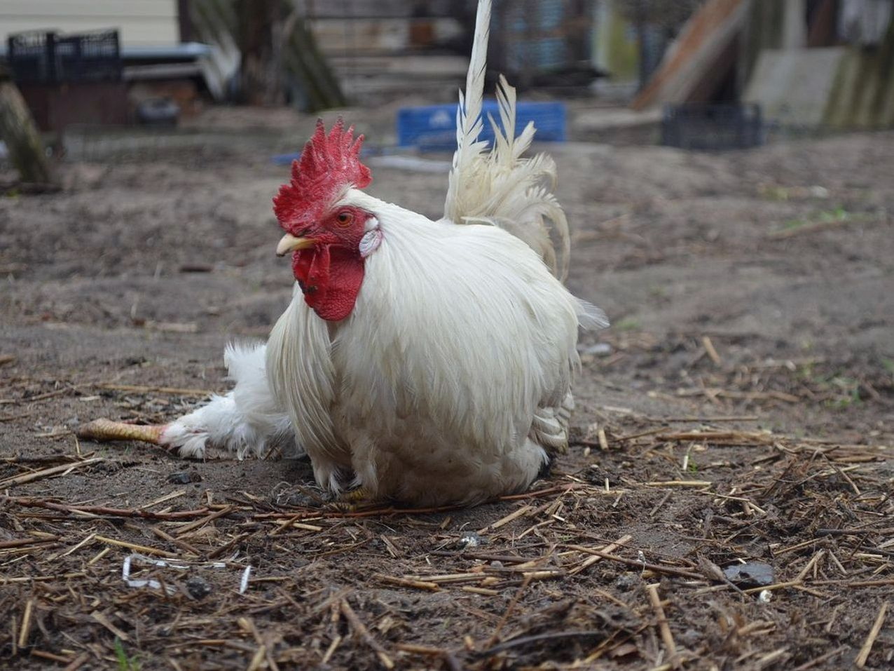 Ricovero estivo per il pollo